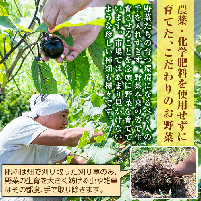 【ふるさと納税】霧島産！旬の野菜セット(季節の野菜10品)栽培期間中農薬・化学肥料不使用の新鮮な野菜の詰め合わせ【有機ファームえん】 - 画像3