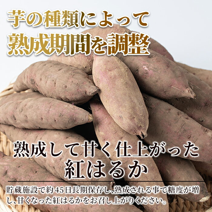 【ふるさと納税】鹿児島県産＜紅はるか＞土付き(10kg)さつまいも サツマイモ さつま芋 紅はるか 生芋【フレッシュジャパン鹿児島】 - 画像3