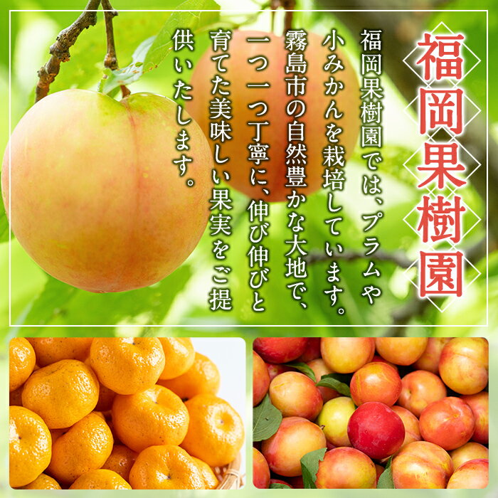 【ふるさと納税】《種なし・種ありが選べる！》＜数量限定！先行予約受付中＞鹿児島小みかん(約5kg) 果物 みかん ミカン 蜜柑 柑橘 フルーツ【福岡果樹園】 サムネイル2