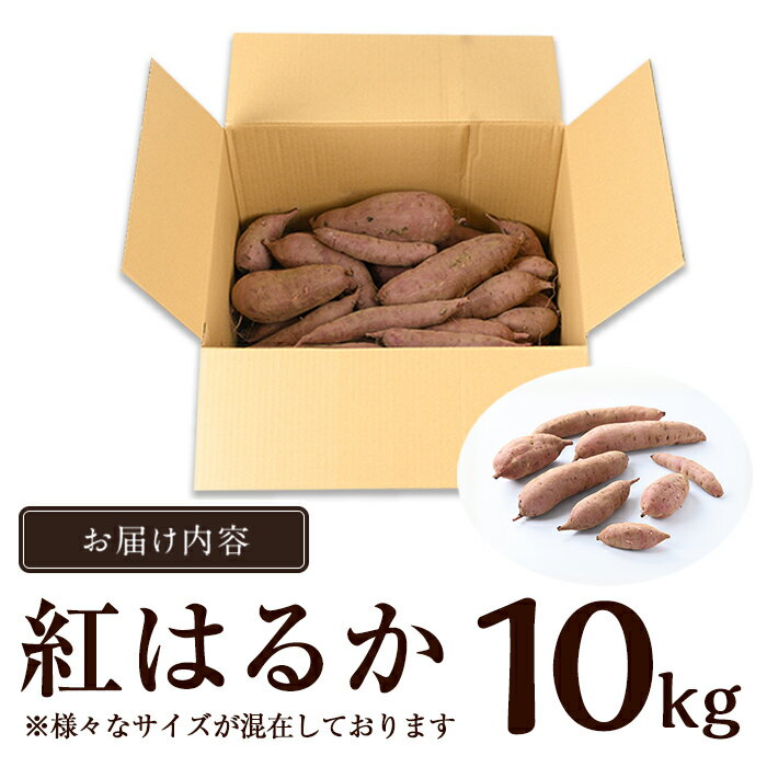 【ふるさと納税】《数量限定》紅はるか10kg(生芋) さつまいも サツマイモ 芋 さつま芋 熟成 【泉真一朗】 - 画像3