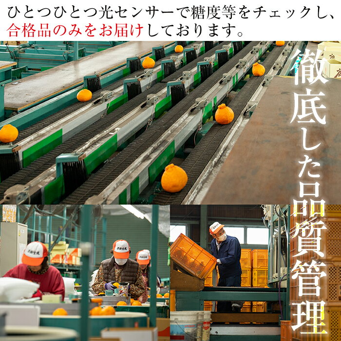 【ふるさと納税】＜先行予約受付中！2026年1月上旬頃より順次発送予定＞《期間限定・数量限定》JAさつま日置産無加温大将季(約5kg) 国産 鹿児島県産 だいまさき みかん ミカン 蜜柑 柑橘 冬季 果物 フルーツ 常温 常温保存【JAさつま日置北部営農センター】 サムネイル3