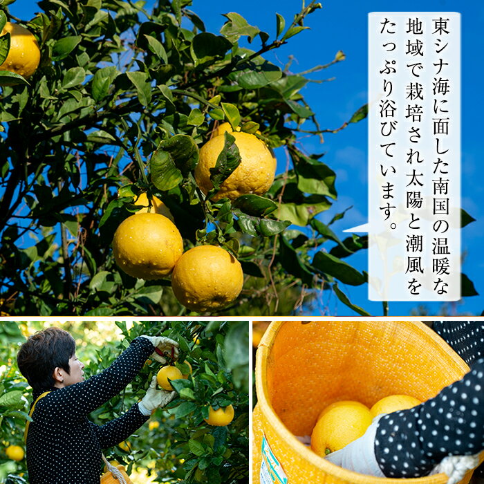 【ふるさと納税】＜先行予約受付中！2026年2月中旬頃より順次発送予定＞サワーポメロ＜等級：秀＞(4玉・2L～4L)とまるごとポメロシロップ(165g×2本)セット！鹿児島県産 サワーポメロ 大橘 柑橘 文旦 パール柑 フルーツ 果物 みかん 常温 旬 シロップ 果汁 果実【西果樹園】 サムネイル3