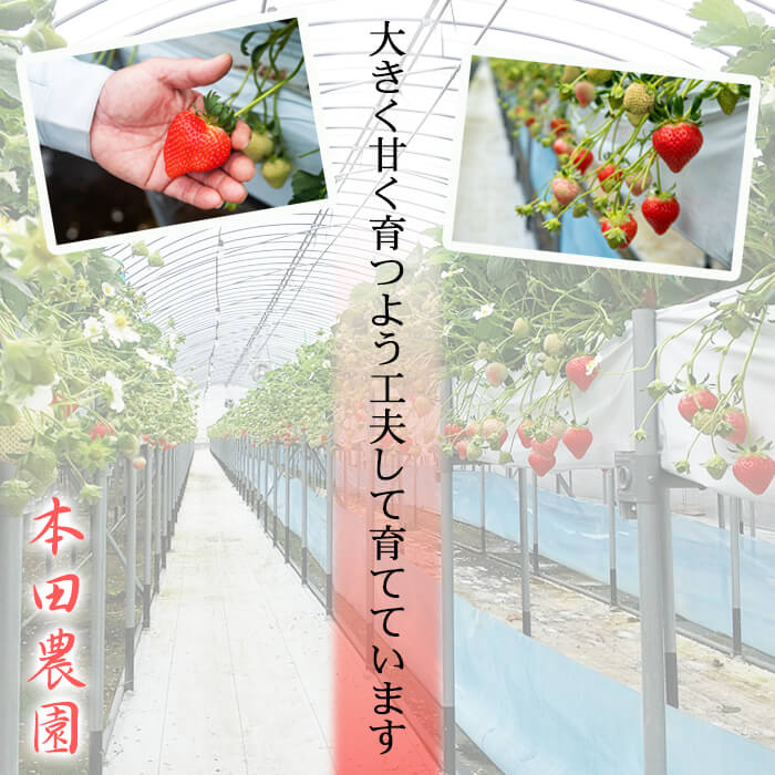 【ふるさと納税】【期間限定】【数量限定】鹿児島県産朝採れイチゴ 「恋みのり」計約540g〜1620g（約270g×2〜6パック)いちご イチゴ 苺 果物 フルーツ スイーツ デザート お菓子 人気 甘い 大粒 ジャム スムージー 【本田農園】 - 画像2
