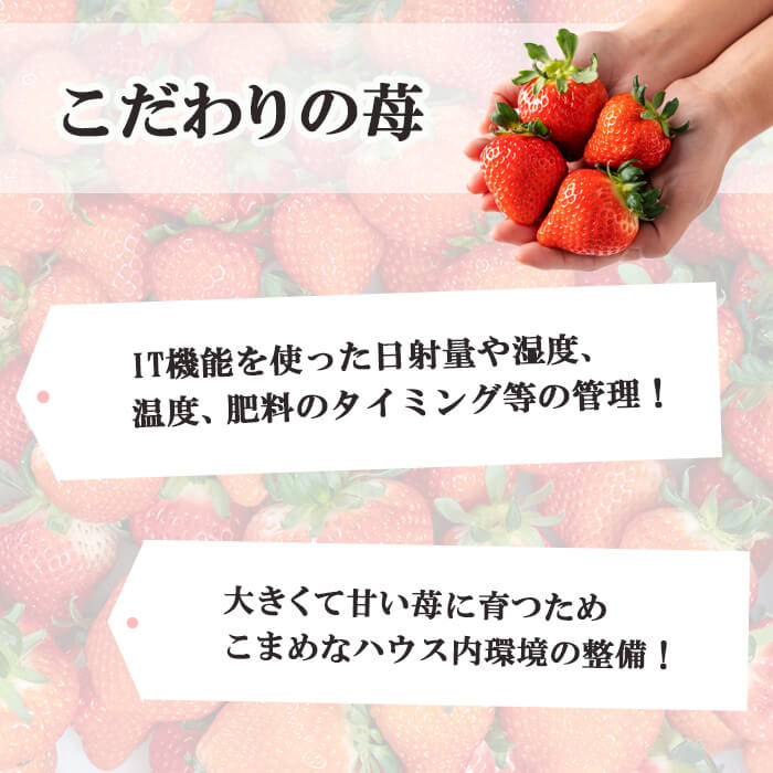 【ふるさと納税】【期間限定】【数量限定】鹿児島県産朝採れイチゴ 「恋みのり」計約540g〜1620g（約270g×2〜6パック)いちご イチゴ 苺 果物 フルーツ スイーツ デザート お菓子 人気 甘い 大粒 ジャム スムージー 【本田農園】 - 画像3