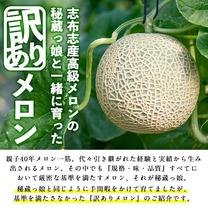 【ふるさと納税】【内容量&組み合わせが選べる】【訳あり・数量限定】牧さんの訳ありメロン！(1玉1.4kg以上)鹿児島県志布志市産！マスクメロン メロン 果物 フルーツ くだもの デザート 青肉 赤肉 訳あり【ファームランド牧】 サムネイル2