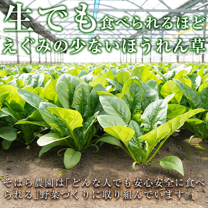 【ふるさと納税】【数量限定】志布志湾ほうれん草計1kg(200g×5袋)生でも食べられるほうれん草！サラダ おひたし お味噌汁 スムージー ほうれん草 ジュース ほうれんそう【そはら農園】a1-032 - 画像2