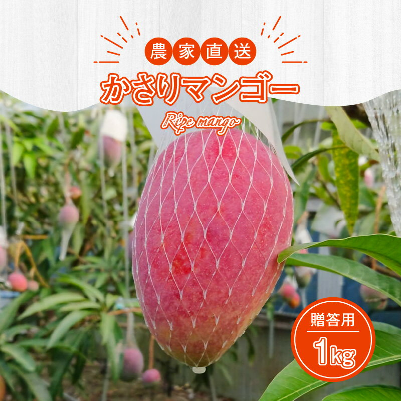 【ふるさと納税】【2026年先行予約】 奄美産 かさりマンゴー 贈答用 1kg マンゴー 完熟 フルーツ 果物 トロピカル 甘い 先行 予約 受付 期間 数量 限定 デザート 美味しい 濃厚 ジューシー HARANAGA-FARM ふるさと納税 鹿児島 奄美市 おすすめ ランキング プレゼント ギフト サムネイル2