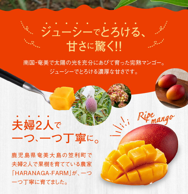 【ふるさと納税】【2026年先行予約】 奄美産 かさりマンゴー 贈答用 1kg マンゴー 完熟 フルーツ 果物 トロピカル 甘い 先行 予約 受付 期間 数量 限定 デザート 美味しい 濃厚 ジューシー HARANAGA-FARM ふるさと納税 鹿児島 奄美市 おすすめ ランキング プレゼント ギフト サムネイル3