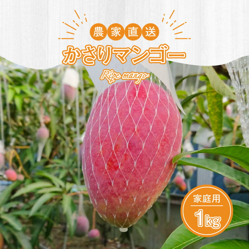 【ふるさと納税】【2026年先行予約】 奄美産 かさりマンゴー 家庭用 1kg マンゴー 完熟 フルーツ 果物 トロピカル 甘い 先行 予約 受付 期間 数量 限定 デザート 美味しい 濃厚 ジューシー HARANAGA-FARM ふるさと納税 鹿児島 奄美市 おすすめ ランキング プレゼント ギフト サムネイル2