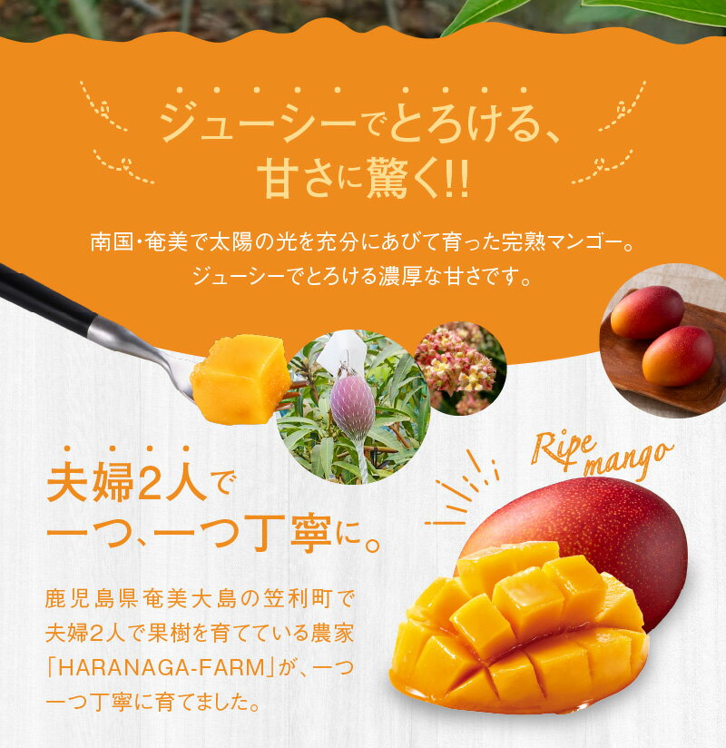 【ふるさと納税】【2026年先行予約】 奄美産 かさりマンゴー 家庭用 1kg マンゴー 完熟 フルーツ 果物 トロピカル 甘い 先行 予約 受付 期間 数量 限定 デザート 美味しい 濃厚 ジューシー HARANAGA-FARM ふるさと納税 鹿児島 奄美市 おすすめ ランキング プレゼント ギフト サムネイル3