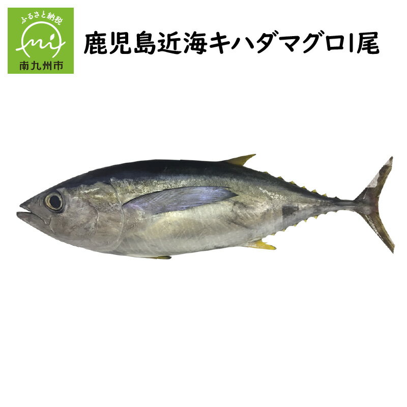 キハダマグロ 丸ごと 1尾 約 2kg ～ 2.5kg 約40cm マグロ 冷蔵 赤身 まぐろ丼 手巻き寿司 カマ塩焼き 唐揚げ 竜田揚げ お鍋 しゃぶしゃぶ 刺身 おつまみ 魚介 海の幸 海鮮 新鮮 生鮮 魚 魚介類 鹿児島近海 お取り寄せグルメ 鹿児島県 南九州市 送料無料