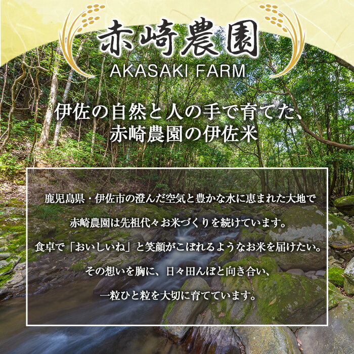 【ふるさと納税】＜内容量が選べる！＞鹿児島県産もち米(5kg or 10kg or 20kg) 国産 鹿児島県 餅米 お米 おはぎ 赤飯 おこわ 伊佐米 【赤崎農園】 - 画像2