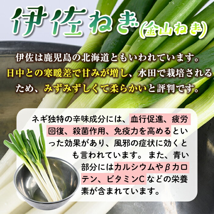 【ふるさと納税】選べる3種類！冷凍カット伊佐ねぎ(計900g・150g×6袋) 鹿児島 国産 九州産 ネギ 葱 金山ねぎ 白ねぎ 深ねぎ カットネギ 冷凍 野菜 味噌汁 薬味【工房ゆう】 サムネイル3