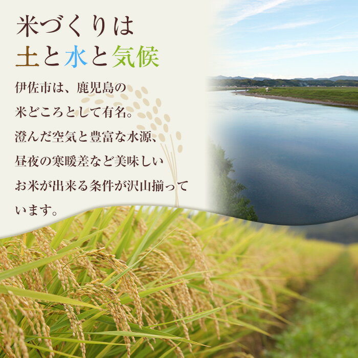 【ふるさと納税】《年産と容量が選べる・数量限定》小北農場のお米 伊佐黄金米〈ヒノヒカリ〉(5kg or 10kg) 鹿児島 伊佐 お米 特別栽培米 伊佐米 白米 ヒノヒカリ ひのひかり おにぎり ごはん 【小北農場】 サムネイル3