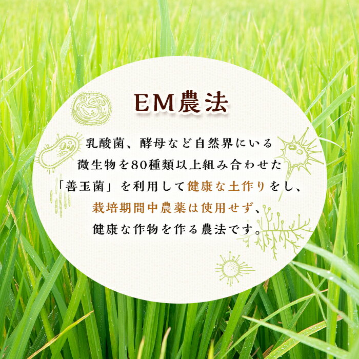 【ふるさと納税】《毎月数量限定》あんしん玄米(約1kg×3袋・計約3kg) 米 玄米 お米 鹿児島県 伊佐市 健康 食物繊維 腸活 有機肥料 EM農法 【しげふみファーム】 - 画像3