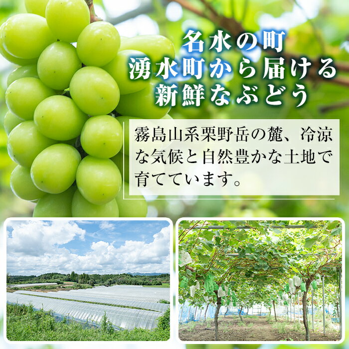 【ふるさと納税】≪先行予約受付中！2026年8月中旬以降順次発送≫ 訳あり！シャインマスカット(約1.2kg) 国産 鹿児島産 湧水町 マスカット 葡萄 ぶどう ブドウ 果物 くだもの フルーツ 旬 訳アリ ワケあり 家庭用 種無し 種なし 規格外 傷 不揃い 【大倉野 隆】 - 画像2