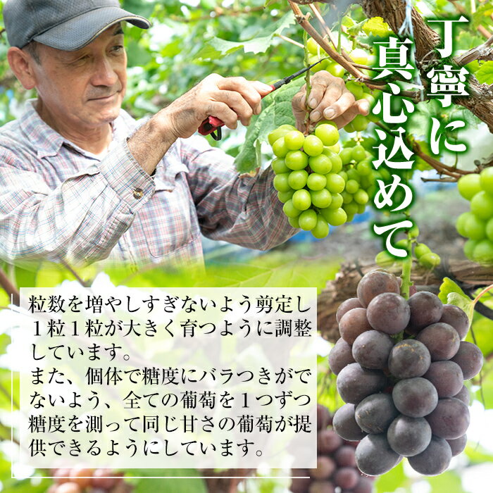 【ふるさと納税】≪先行予約受付中！2026年8月中旬以降順次発送≫ 訳あり！シャインマスカット(約1.2kg) 国産 鹿児島産 湧水町 マスカット 葡萄 ぶどう ブドウ 果物 くだもの フルーツ 旬 訳アリ ワケあり 家庭用 種無し 種なし 規格外 傷 不揃い 【大倉野 隆】 - 画像3
