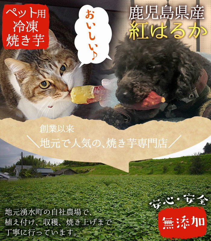 【ふるさと納税】 湧水町産さつまいも！紅はるかを使用したペット用冷凍やきいも(500g×3袋・計1.5kg) 国産 九州産 サツマイモ さつま芋 紅春香 芋 焼き芋 やきいも 野菜 スイーツ 冷凍 ペット用 えさ エサ【永野工務店】 - 画像2