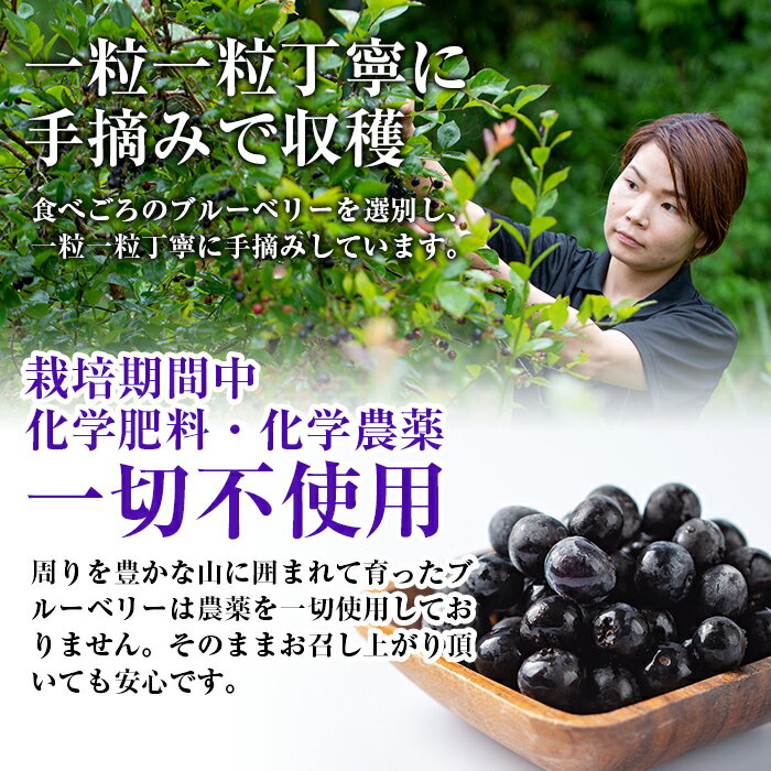 【ふるさと納税】《数量限定》湧水の冷凍ブルーベリー(1kg) 冷凍 国産 九州産 鹿児島県産 くだもの 果物 フルーツ シャーベット ジャム フローズン ベリー おやつ デザート【神田茶園】 サムネイル3