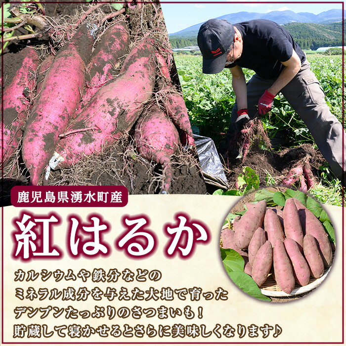 【ふるさと納税】≪内容量/サイズ選べる・期間/数量限定≫湧水町産有機さつまいも「紅はるか」(計5~10kg) 国産 九州産 鹿児島県産 有機栽培 オーガニック サツマイモ 生芋 芋 焼き芋 やきいも べにはるか ミニ ミニサイズ 野菜 おやつ スイーツ 旬 常温【そのやま農園】 サムネイル3