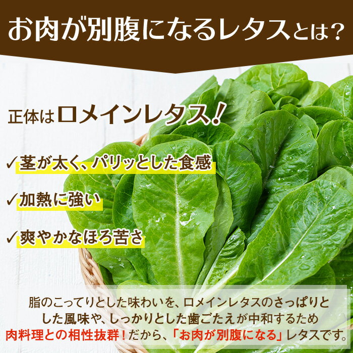 【ふるさと納税】お肉が別腹になるレタス 計600g (200g×3袋) 国産 九州産 鹿児島県産 湧水町産 野菜 やさい レタス ロメインレタス 焼肉 焼き肉 バーベキュー BBQ 冷しゃぶ サラダ 水耕栽培【霧島製萌】 - 画像3