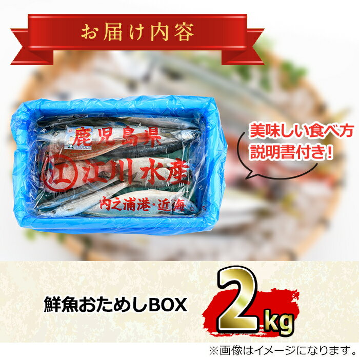 【ふるさと納税】＼高評価★4.5獲得！／朝獲れ発送！鮮魚問屋が厳選した『鮮魚おためしBOX』(約2kg程度) 魚 魚介類 鮮魚 海鮮 詰め合わせ セット 刺身 天ぷら 煮つけ 塩焼き【江川商店】【0153201a】 サムネイル2