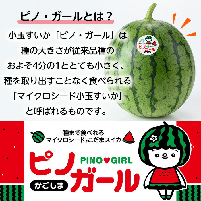 【ふるさと納税】《2026年5月以降発送》小玉すいか・ピノ・ガール(2玉・計4kg以上) 果物 果実 フルーツ スイカ ピノガール 数量限定 期間限定【宮内農園】【0165005a】 サムネイル2