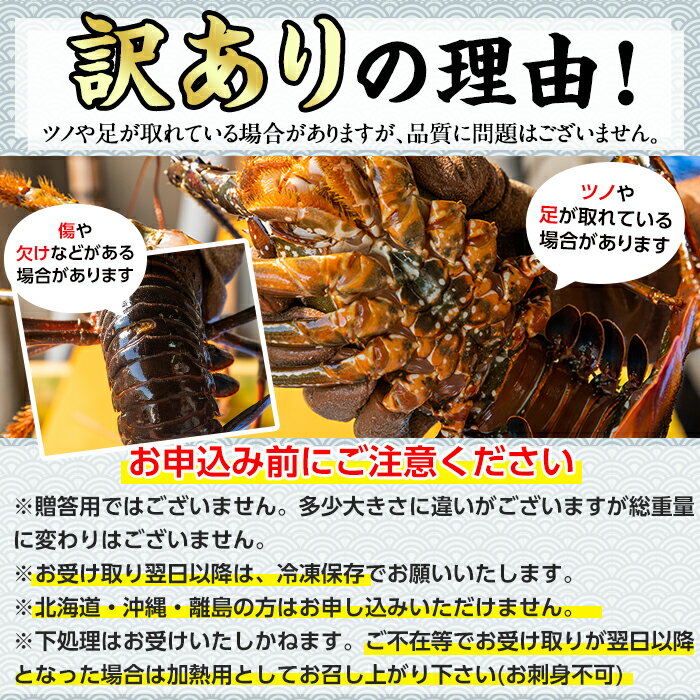 【ふるさと納税】＼高評価★4.85獲得！／＜訳あり＞朝獲れ発送！鮮魚問屋が厳選した氷締め伊勢海老(2尾・総量1kg以上) 伊勢エビ 伊勢えび 刺身 さしみ えび 海老 魚介類 海鮮 刺身 塩焼き 訳あり 訳アリ 【江川商店】【0343207a】 サムネイル3