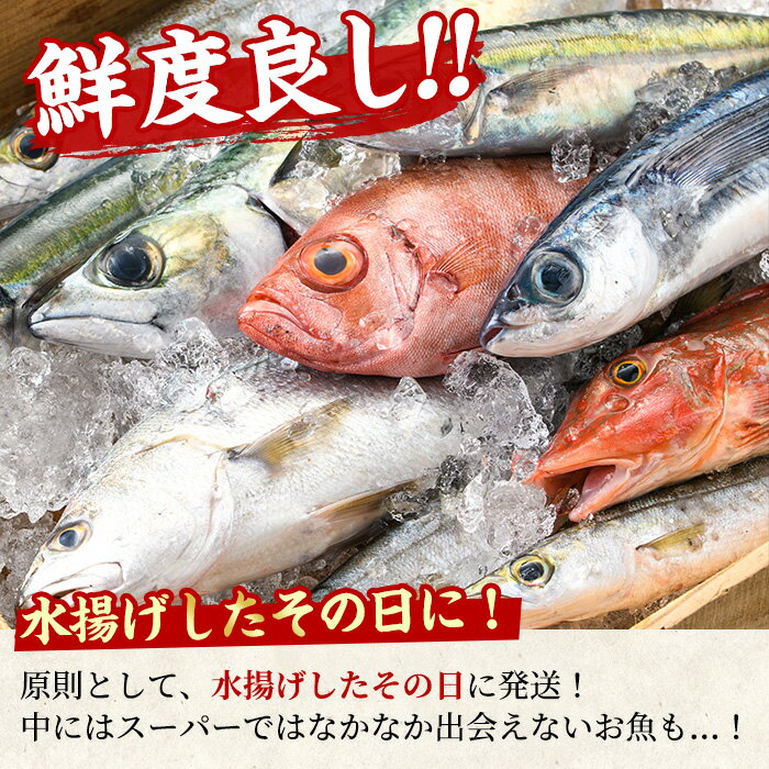 【ふるさと納税】＼高評価★4.5獲得！／朝獲れ発送！鮮魚問屋が厳選した『鮮魚おためしBOX』(約2kg程度) 魚 魚介類 鮮魚 海鮮 詰め合わせ セット 刺身 天ぷら 煮つけ 塩焼き【江川商店】【0153201a】 サムネイル3