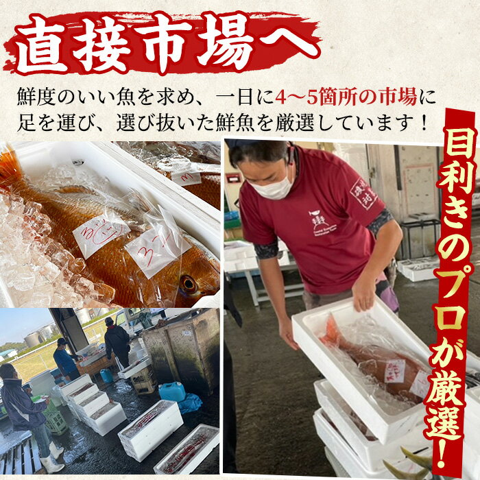 【ふるさと納税】＼高評価★4.85獲得！／＜訳あり＞朝獲れ発送！鮮魚問屋が厳選した氷締め伊勢海老(2尾・総量1kg以上) 伊勢エビ 伊勢えび 刺身 さしみ えび 海老 魚介類 海鮮 刺身 塩焼き 訳あり 訳アリ 【江川商店】【0343207a】 サムネイル2