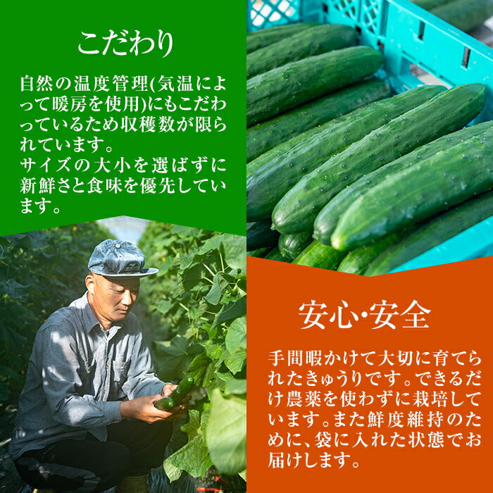 【ふるさと納税】＜訳あり＞＜定期便・全2回(11月・1月)＞愛情たっぷり！牧内農園の白いぼきゅうり(2.5kg×2回) 不揃い 規格外 野菜 やさい 旬 新鮮 サラダ きゅうり キュウリ 胡瓜 訳アリ 訳あり 定期便 期間限定 【牧内農園】【0123904b】 サムネイル3