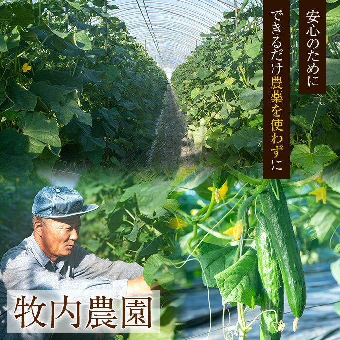 【ふるさと納税】＜訳あり＞＜定期便・全2回(11月・1月)＞愛情たっぷり！牧内農園の白いぼきゅうり(2.5kg×2回) 不揃い 規格外 野菜 やさい 旬 新鮮 サラダ きゅうり キュウリ 胡瓜 訳アリ 訳あり 定期便 期間限定 【牧内農園】【0123904b】 サムネイル2