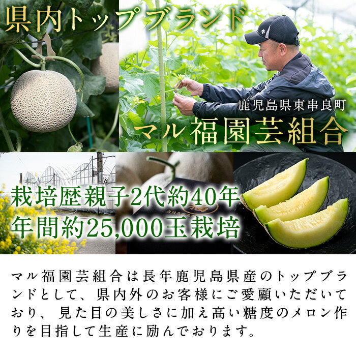 【ふるさと納税】＼高評価★4.8獲得！／＜容量が選べる！＞＜訳あり＞マル福の高級アールスメロン(大玉1玉・1.7kg/大玉2玉・計3.4kg) メロン フルーツ 果物 果実 旬 訳あり 訳アリ 1キロ 3キロ 数量限定 期間限定 【マル福園芸組合】【0111109a】【0211116a】 サムネイル3