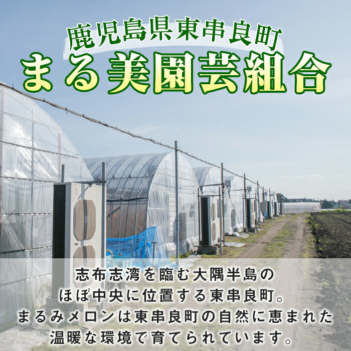 【ふるさと納税】＜容量選べる＞まるまる育ったマスクメロン(2玉・計3.3kg以上～3玉・計5kg以上) マスクメロン フルーツ 果物 果実 3キロ 5キロ 数量限定 期間限定【まる美園芸組合】【0222203a】【0322204a】 サムネイル2