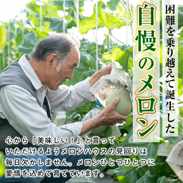 【ふるさと納税】＜容量選べる＞まるまる育ったマスクメロン(2玉・計3.3kg以上～3玉・計5kg以上) マスクメロン フルーツ 果物 果実 3キロ 5キロ 数量限定 期間限定【まる美園芸組合】【0222203a】【0322204a】 サムネイル3