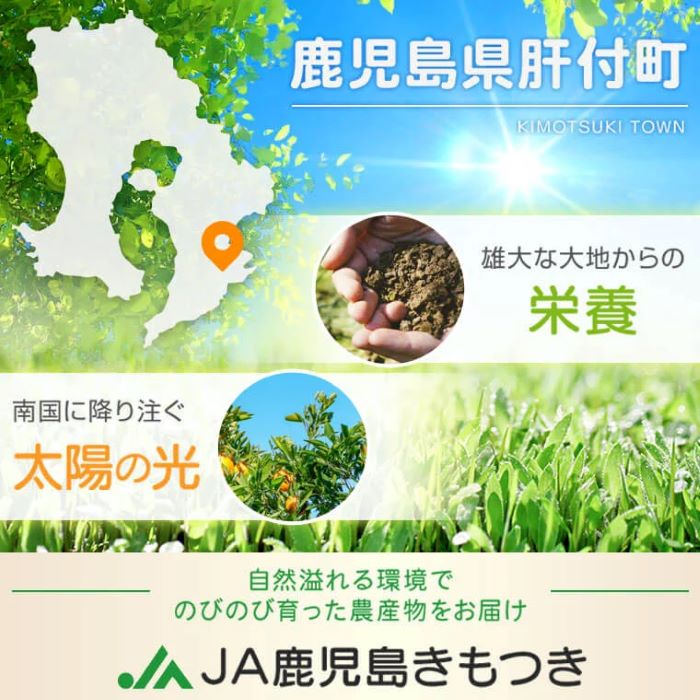 【ふるさと納税】＜先行予約受付中！2026年2月より収穫ができ次第順次発送予定＞肝付町産不知火(しらぬい)(計6kg・3kg×2ケース) 国産 フルーツ 果物 柑橘 みかん デコポン しらぬい 不和火 【JA鹿児島きもつき高山支所】 サムネイル2