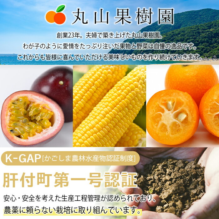 【ふるさと納税】＜先行予約受付中！2026年5月下旬より準備が整い次第順次発送＞《期間限定》鹿児島県産 パッションフルーツ (約2.2kg・12玉入り2箱) 鹿児島 国産 トロピカルフルーツ 南国フルーツ 果実 果肉 果物 ビタミン 農家直送 産地直送 鹿児島 ギフト 【丸山果樹園】 - 画像3