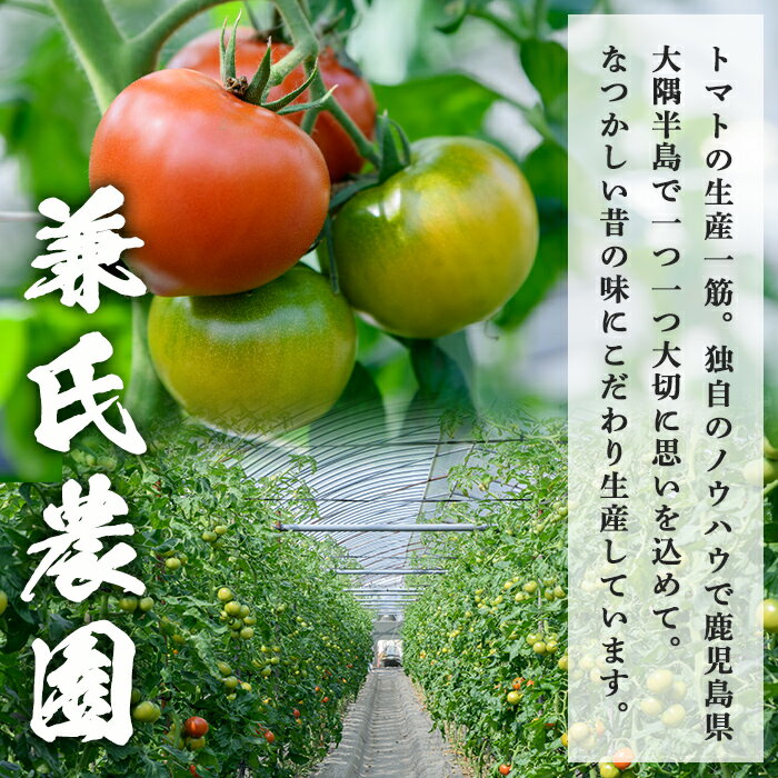 【ふるさと納税】＜先行予約受付中！2026年2月中旬以降順次発送＞ぜいたくトマト(約1.8kg) フルーツトマト 完熟 こだわり とまと トマト 大玉品種 夏野菜 野菜 産地直送【兼氏農園】 - 画像2
