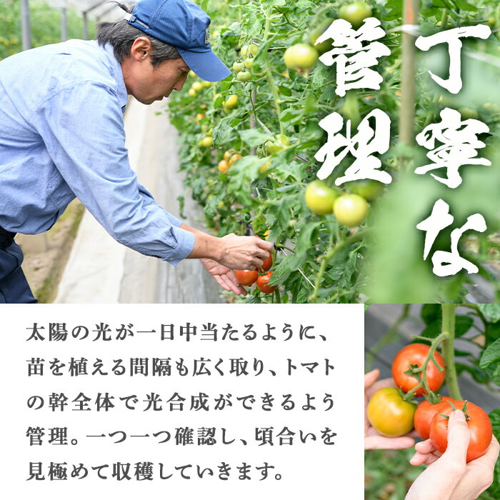 【ふるさと納税】＜先行予約受付中！2026年2月中旬以降順次発送＞ぜいたくトマト(約1.8kg) フルーツトマト 完熟 こだわり とまと トマト 大玉品種 夏野菜 野菜 産地直送【兼氏農園】 - 画像3