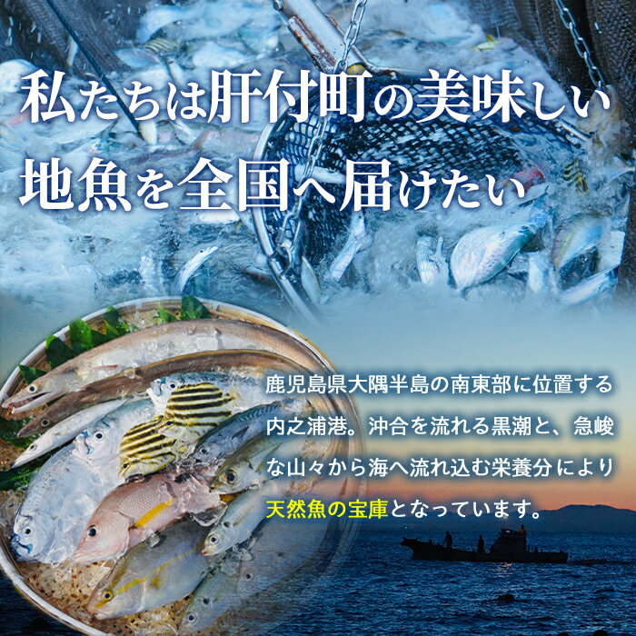 【ふるさと納税】＜容量が選べる！＞漁師厳選！ロコフィッシュ(地魚) 下処理済 鮮魚 ボックス(約1〜5kg)【エコ包装】 地魚 魚 1kg 2〜3kg 4〜5kg お魚 冷蔵 新鮮 加工品 未利用魚 低利用魚 焼き魚 焼魚 刺し身 刺身 煮魚 鮮魚セット 鮮魚ボックス 鮮魚BOX 【昌徳丸】 サムネイル2