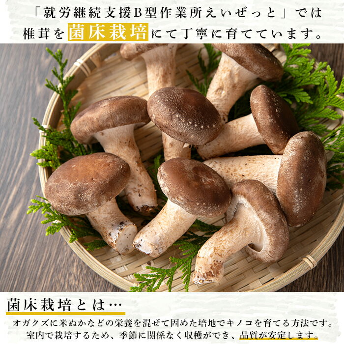 【ふるさと納税】菌床栽培！生椎茸(1kg) 国産 種子島 シイタケ しいたけ 生椎茸 生シイタケ 生しいたけ 菌床栽培【えいぜっと】 - 画像2