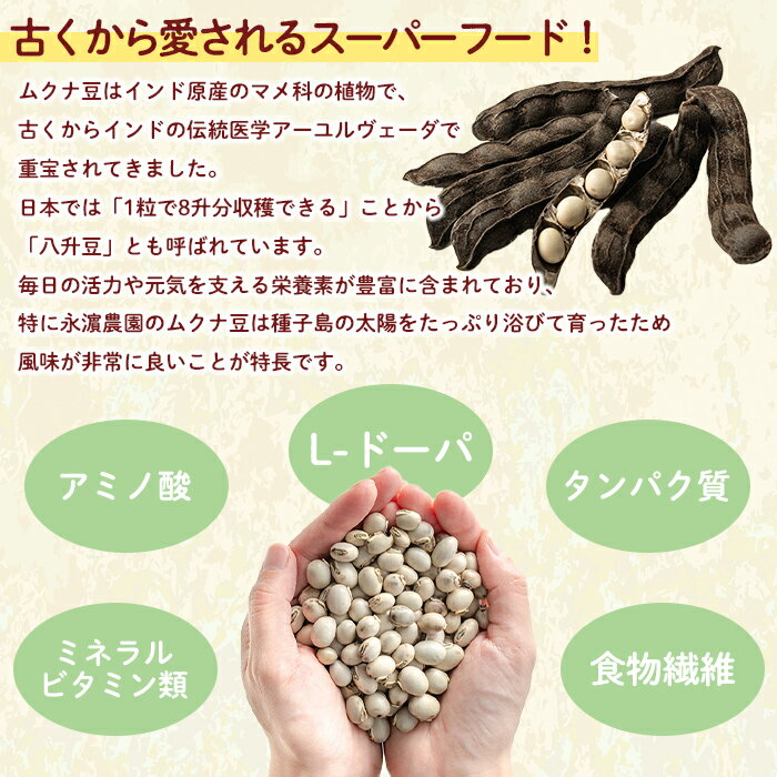 【ふるさと納税】＜内容量が選べる！＞数量限定！種子島産 ムクナ豆(100g or 200g) 国産 八升豆 ハッショウマメ 豆 マメ 自然栽培 野菜 【永濱農園】 - 画像2