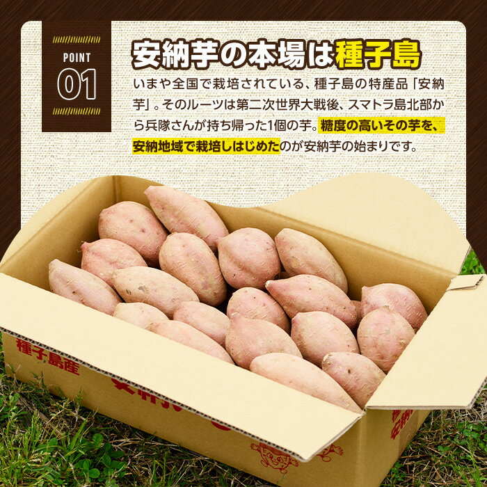 【ふるさと納税】＜先行予約受付中！2025年10月下旬頃より順次発送予定＞種子島産 安納芋(5kg)国産 中種子町 芋 さつま芋 生芋 デザート おやつ 焼芋 やきいも 焼き芋 野菜【あぐりの里】 サムネイル3