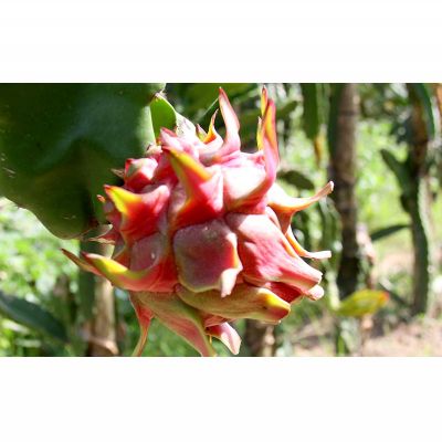 【ふるさと納税】2026年発送【奄美大島産】魅惑の果実・ドラゴンフルーツ(赤玉)約3kg 鹿児島県 奄美群島 奄美大島 龍郷町 国産 奄美産 青果 果実 果物 くだもの フルーツ デザート ピタヤ 火龍果 南国 トロピカル お取り寄せ 先行予約 期間限定 数量限定 サムネイル2