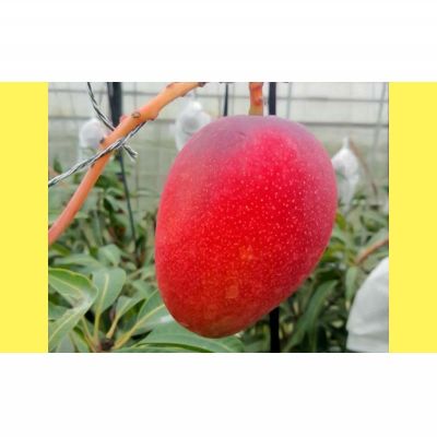 【ふるさと納税】2026年発送【ファーム又吉】A級品アップルマンゴー　約2kg フルーツ 果物 期間限定 数量限定 先行予約 南国 プレゼント お土産 おみやげ ギフト くだもの 季節 おきなわ 青果 デザート おすすめ 人気 冷蔵 夏 スイーツ サムネイル2