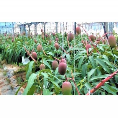 【ふるさと納税】2026年発送【ファーム又吉】A級品アップルマンゴー　約2kg フルーツ 果物 期間限定 数量限定 先行予約 南国 プレゼント お土産 おみやげ ギフト くだもの 季節 おきなわ 青果 デザート おすすめ 人気 冷蔵 夏 スイーツ サムネイル3