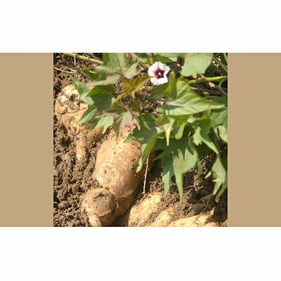 【ふるさと納税】ヘリオス酒造【沖縄初、日本最南端の本格いも焼酎】「紅一粋－べにいっすい－」25度　ギフトセット【720ml×2本】 サムネイル3