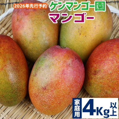 【2026年発送】【ケンマンゴー園】　家庭用マンゴー　4kg以上 完熟 マンゴー アップル 南国 沖縄 フルーツ くだもの 果物 果実 先行予約 産地直送 贅沢 濃厚 スイーツ デザート 旬の果物 ご家庭用 ご自宅用 国産 冷蔵