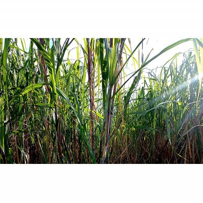 【ふるさと納税】屋我地島のサトウキビ　約800g 珍しい お土産 沖縄 おきなわ 短冊型 自然 甘み イネ科 ミネラル 食物繊維 さとうきび 果汁 エネルギー カルシウム マグネシウム 鉄 サトウキビ ビタミン ポリフェノール フラボノイド - 画像3