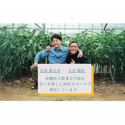 【ふるさと納税】【2026年 先行予約 数量限定】金蜜マンゴー 家庭用 800g以上 家庭用 先行予約 沖縄 甘味 糖度 濃厚 おいしい お土産 まんごー きんみつ ギフト プレゼント 果実 くだもの 果物 ふるさと納税 送料無料 トロピカル 名護市 フルーツ サムネイル2